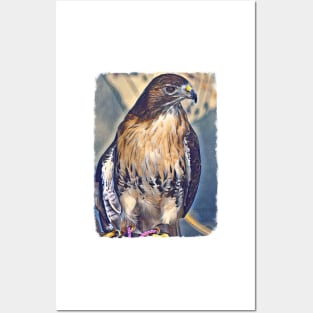 Red-Tailed Hawk Posters and Art